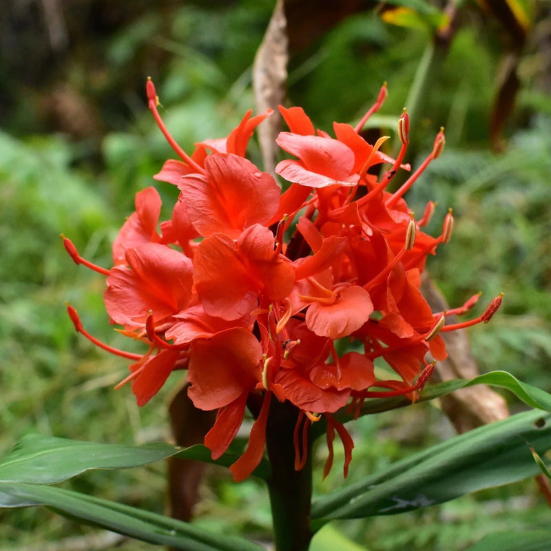 Ginger Lily Flower Bulbs (Highly Fragrant)