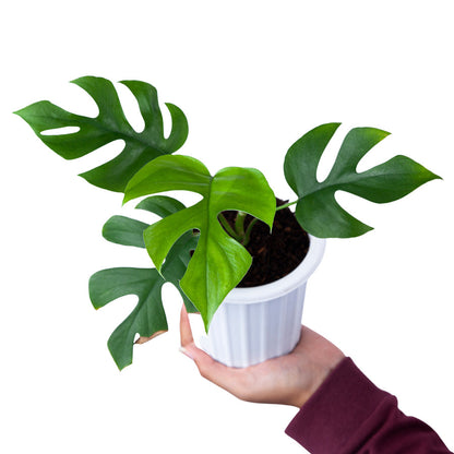 Monstera Minima (Rhaphidophora Tetrasperma) - plant store® 