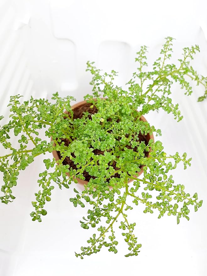 Pilea Microphylla - plant store® 