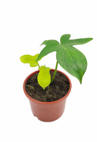 Philodendron Laciniatum - plant store® 