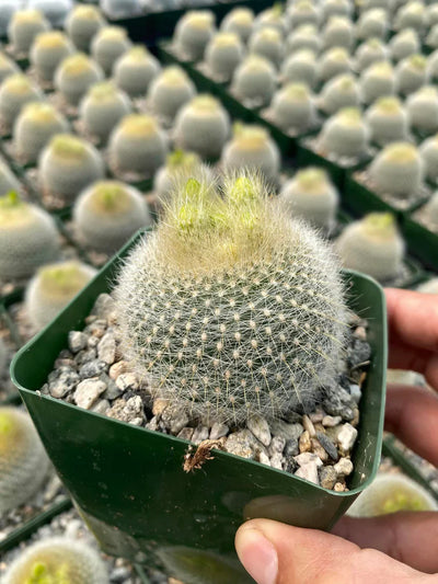 Noto Cactus Graessneri (Bare Rooted)