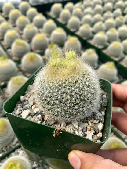 Notocactus Graessneri (Bare Rooted)