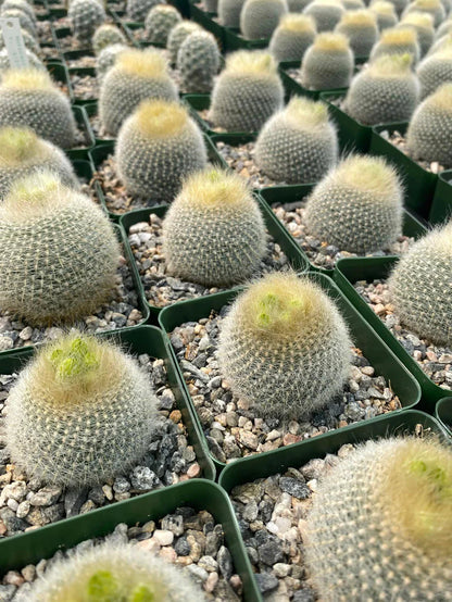 Notocactus Graessneri (Bare Rooted)