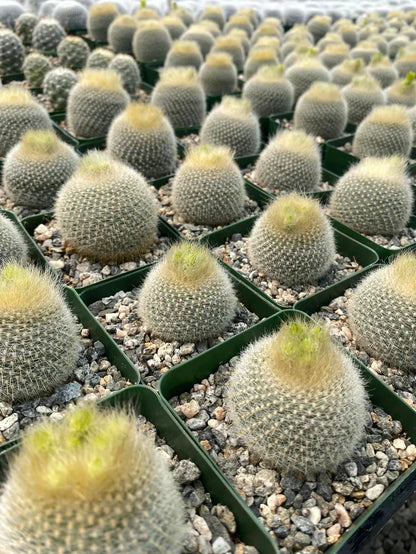 Notocactus Graessneri (Bare Rooted)