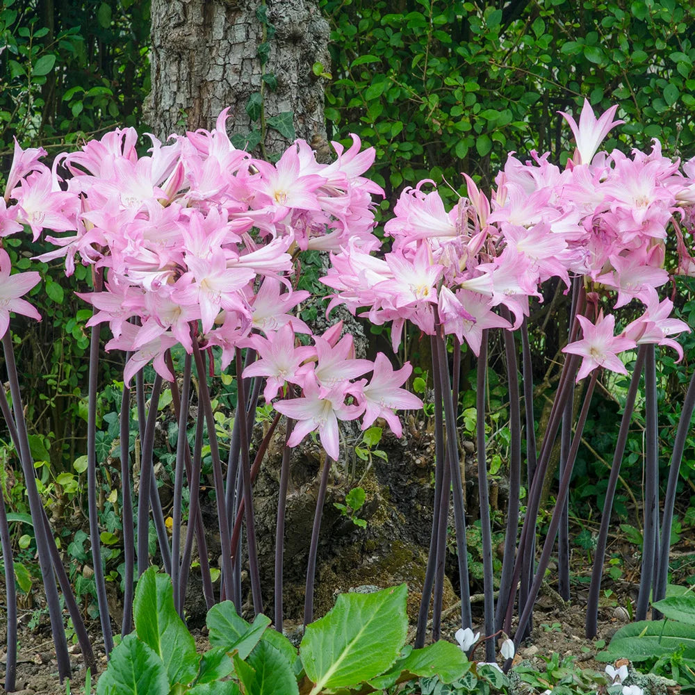 Amaryllis Belladonna (Rare) Flower Bulbs (Mix Colour)