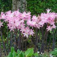 Amaryllis Belladonna (Rare) Flower Bulbs (Mix Colour)