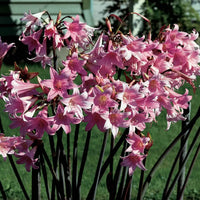 Amaryllis Belladonna (Rare) Flower Bulbs (Mix Colour)
