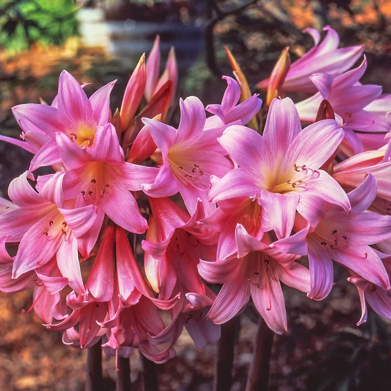 Amaryllis Belladonna (Rare) Flower Bulbs (Mix Colour)