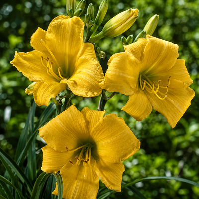 Day Lily Flowering Bulbs – Yellow Colour