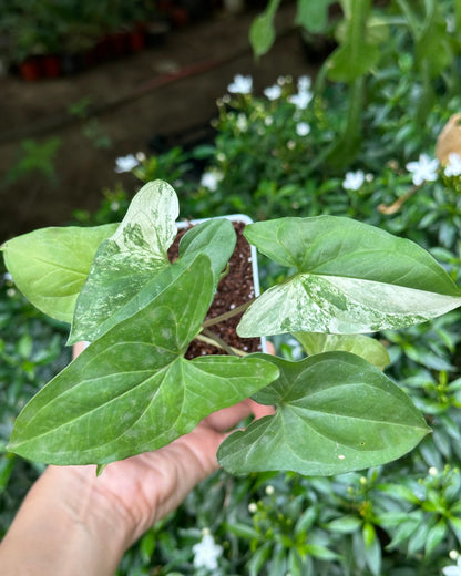 Syngonium Albo Variegated