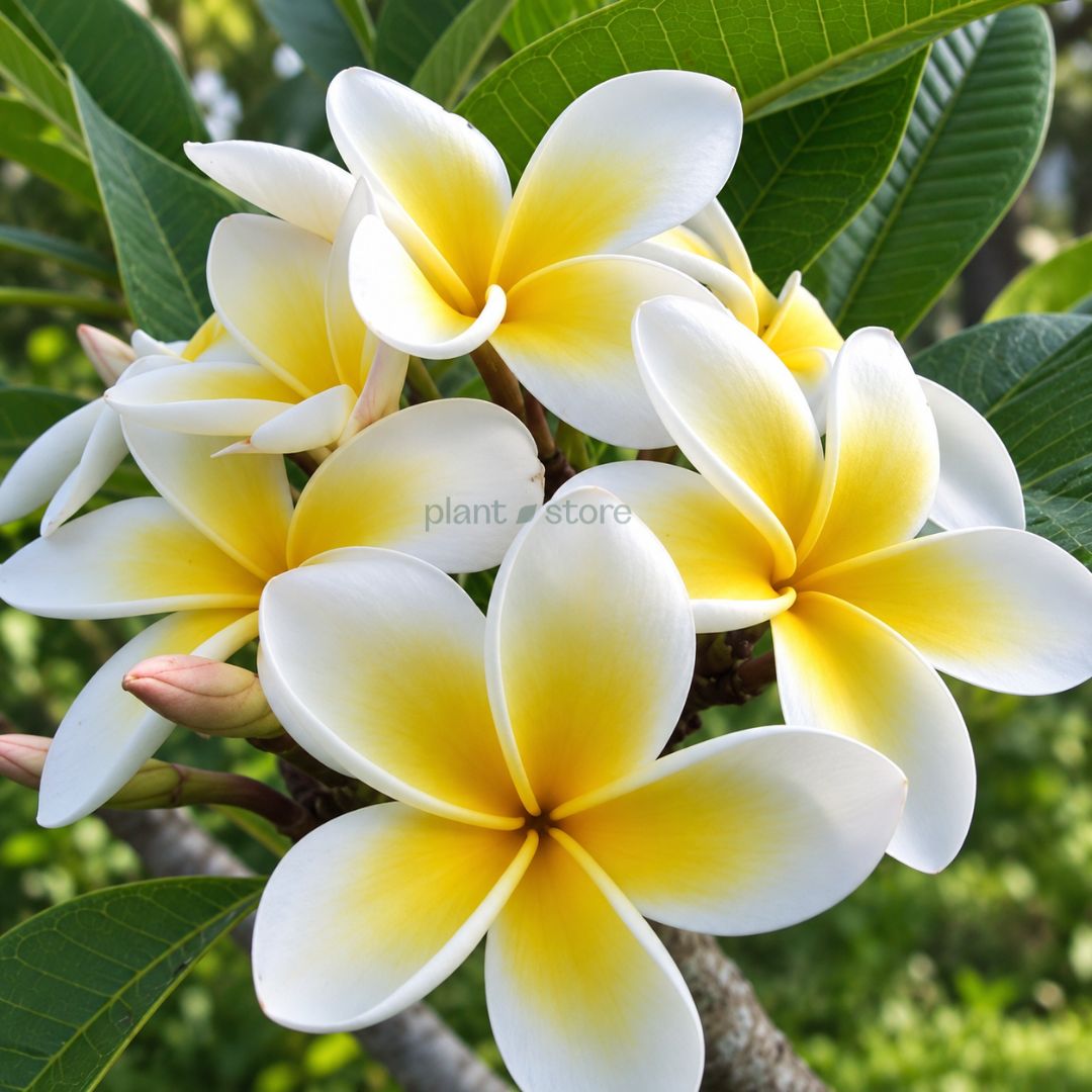 Thai Champa (Plumeria) Assorted Colour