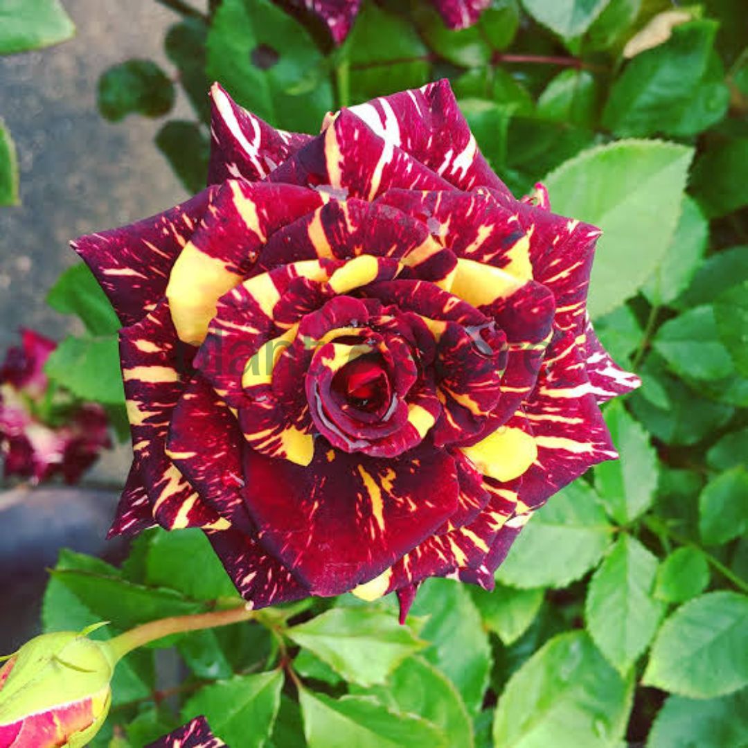 Hybrid Rose Plant