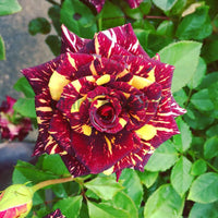 Hybrid Rose Plant
