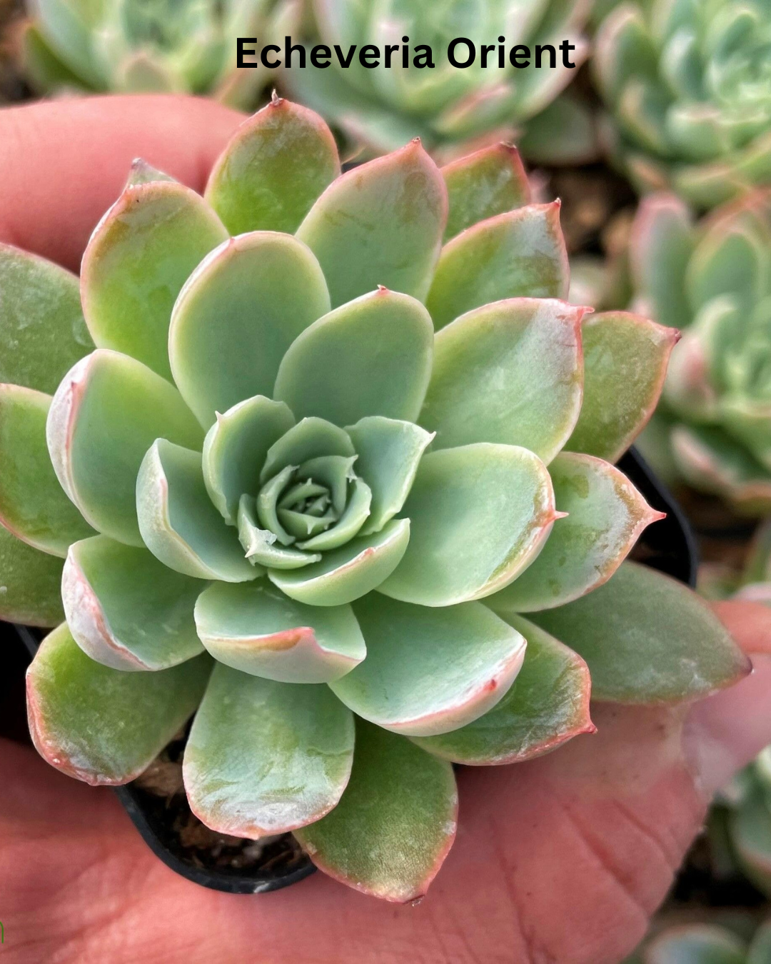 The Ultimate Echeveria Collection - 8 Different Varieties of Echeverias - plant store® 