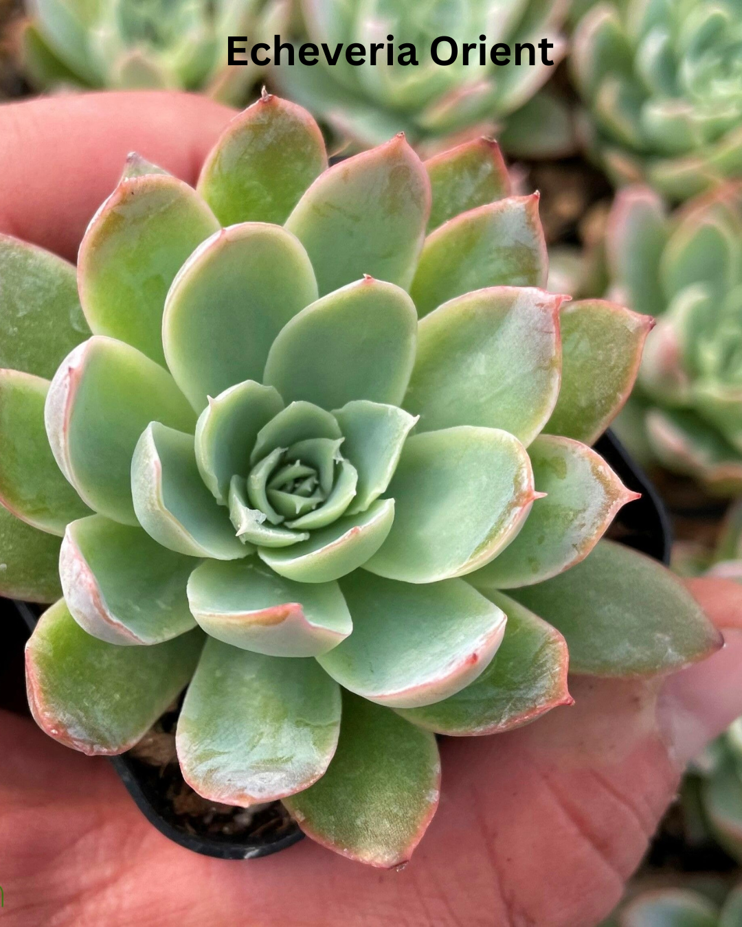 The Ultimate Echeveria Collection - 8 Different Varieties of Echeverias