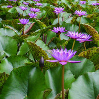 Waterlily 'Lyndsey Wood' - plant store® 