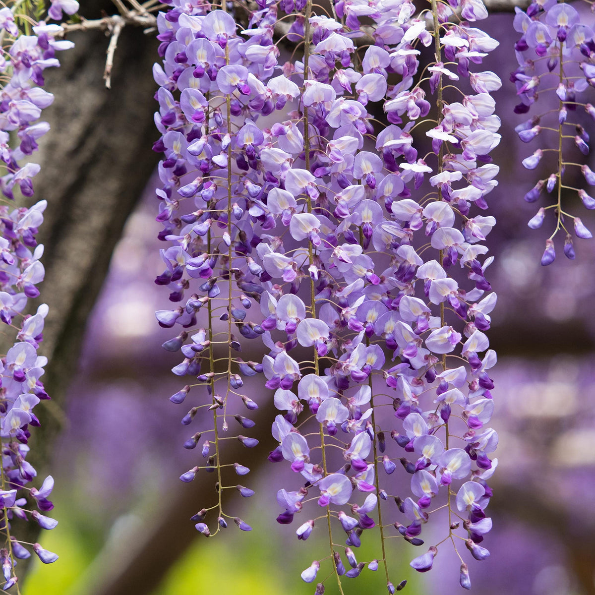 Japanese Wisteria Plant