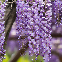 Japanese Wisteria Plant