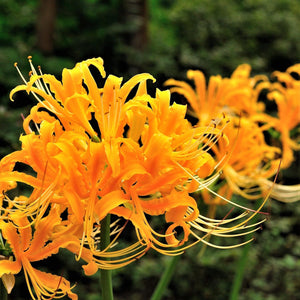 Lycoris Lily Bulb - Yellow