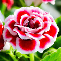 Gloxinia Double Petal (Mix Colour) Bulbs