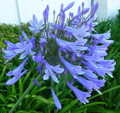 Agapanthus - Lily of the Nile - Bulbs