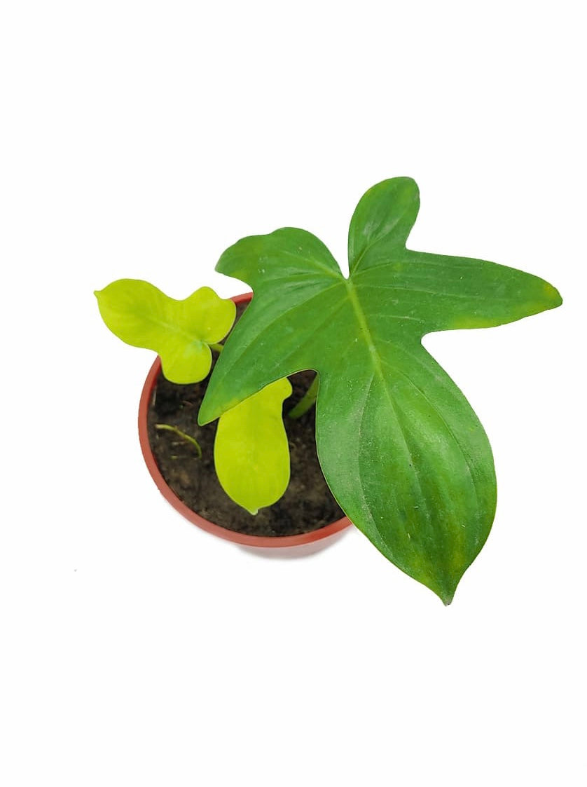 Philodendron Laciniatum - plant store® 