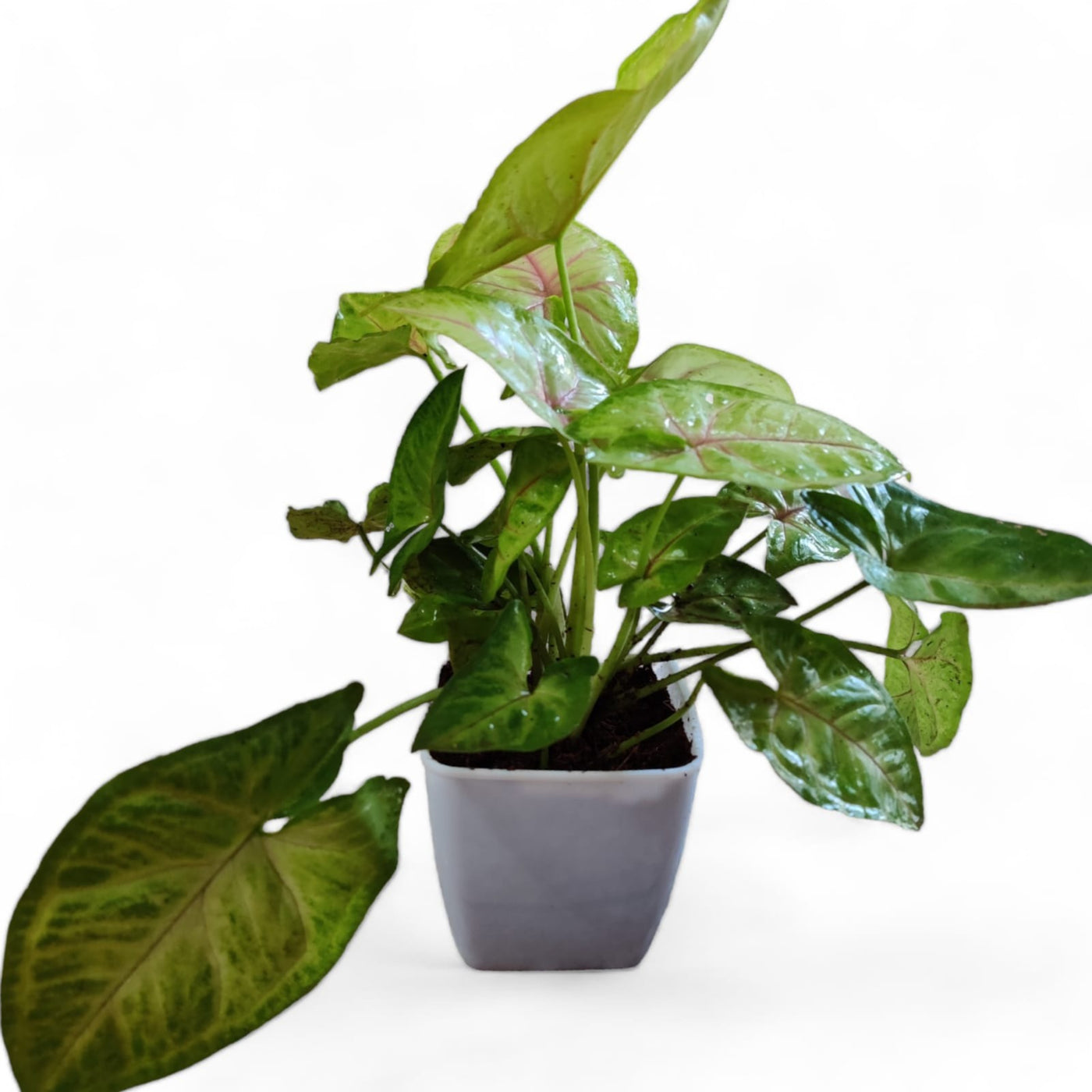 Syngonium Lime - plant store® 