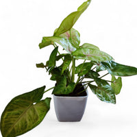 Syngonium Lime - plant store® 