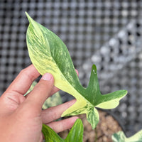Philodendron Florida Beauty Variegated