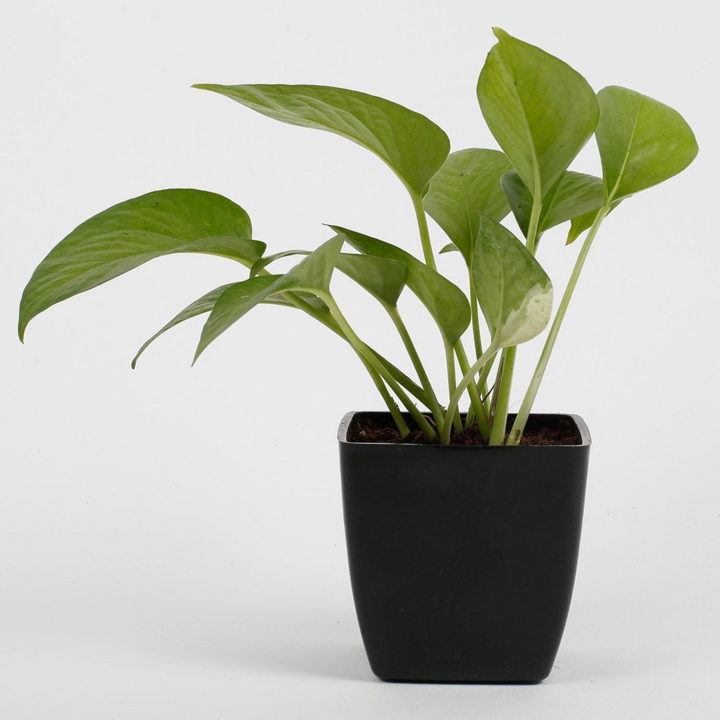 Green Money Plant (Epipremnum Aureum)