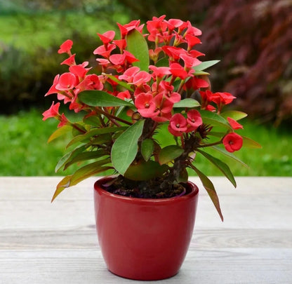 Euphorbia Milii Plant - Crown of Thrones with Red Flowers