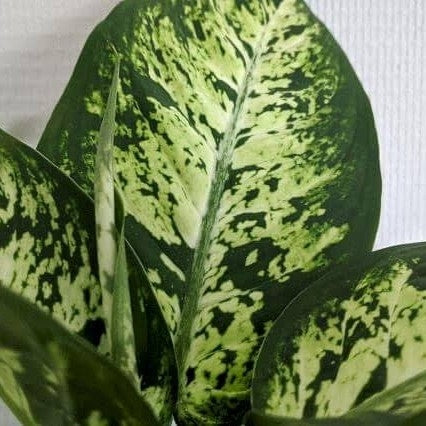 Dumb Cane Dieffenbachia Camille - plant store® 