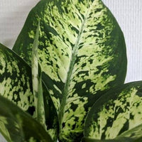 Dumb Cane Dieffenbachia Camille - plant store® 