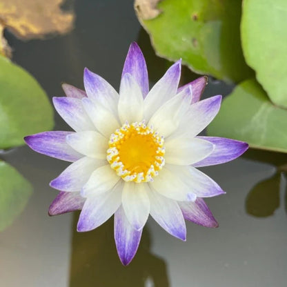 Waterlily 'Purple Joy'