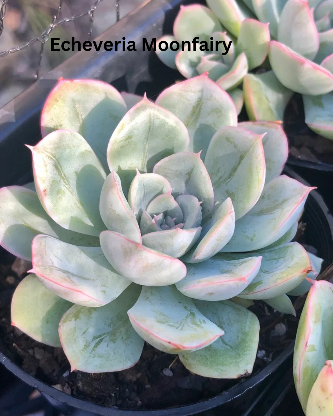 The Ultimate Echeveria Collection - 8 Different Varieties of Echeverias - plant store® 