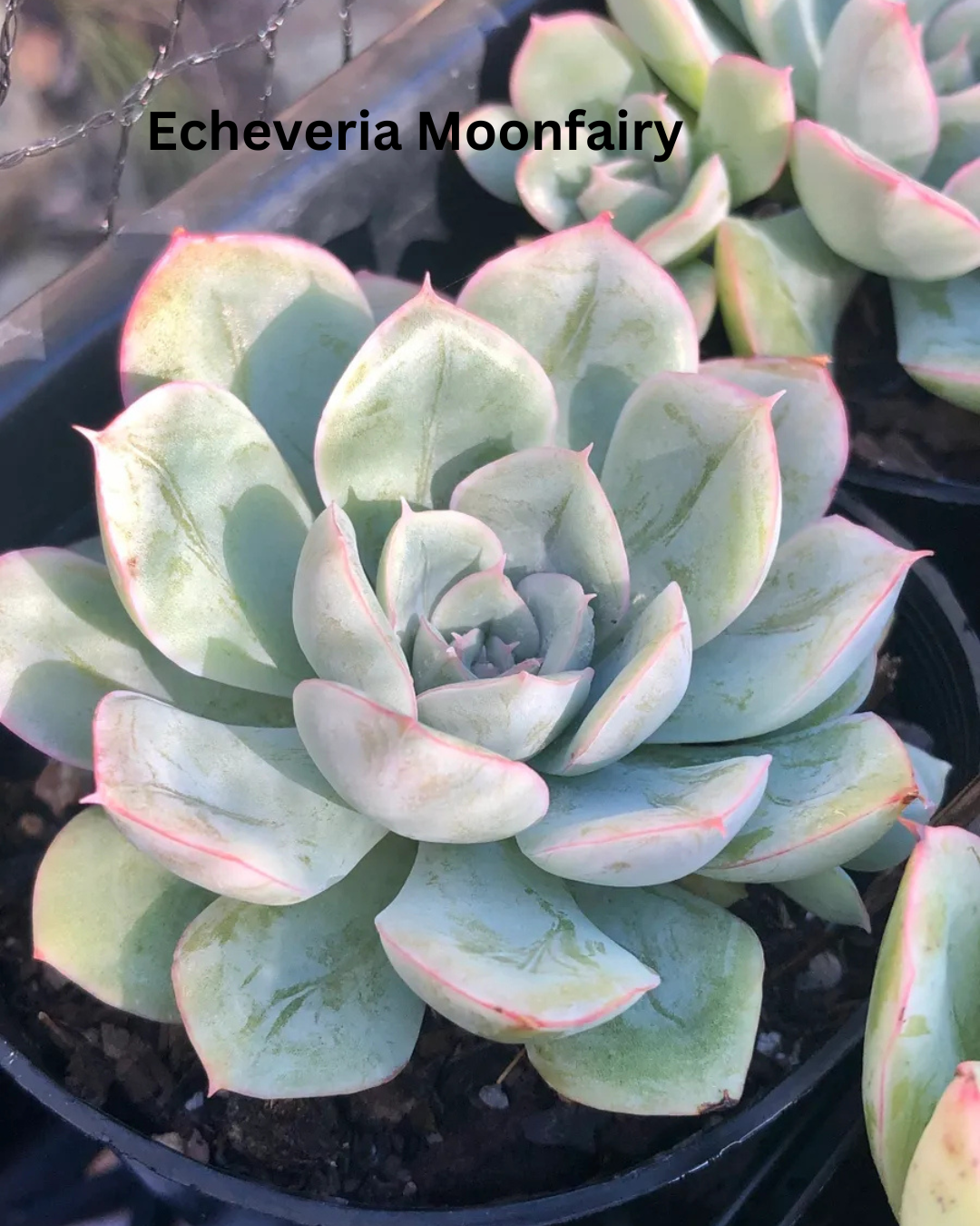 The Ultimate Echeveria Collection - 8 Different Varieties of Echeverias