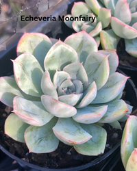 The Ultimate Echeveria Collection - 8 Different Varieties of Echeverias - plant store® 