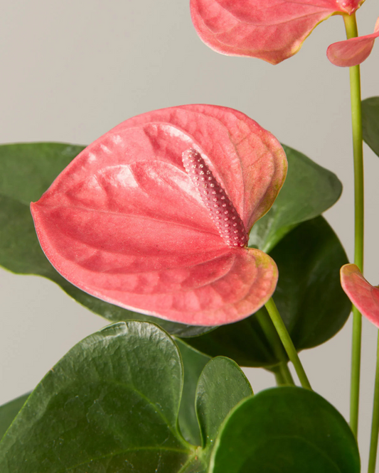 Anthurium Plants (with minimum 2 flowers)