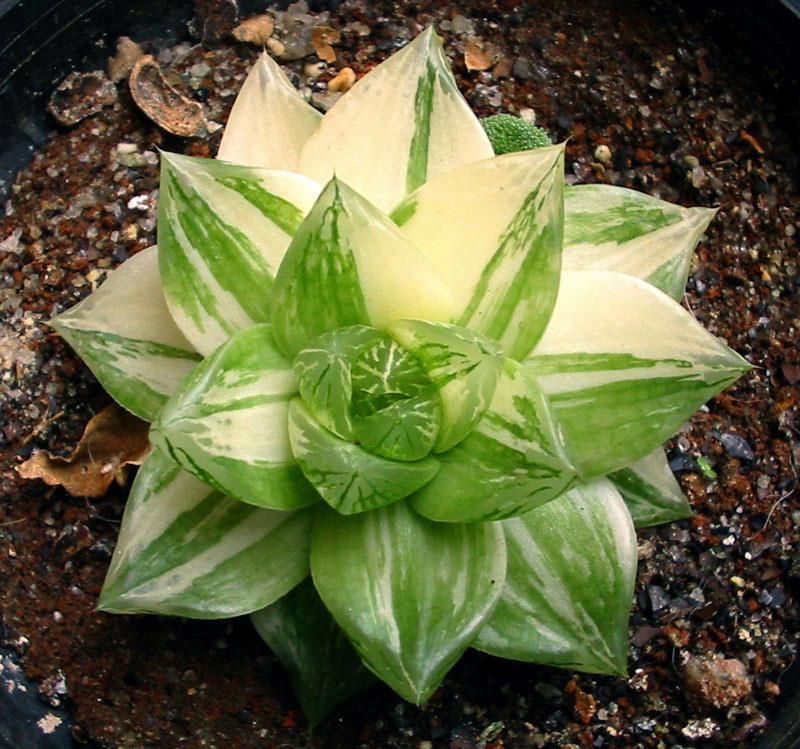 Haworthia Treasures: Rare Haworthia Collection - plant store® 