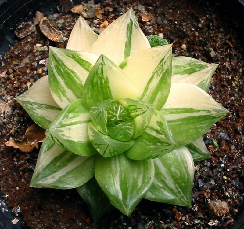 Haworthia Treasures: Rare Haworthia Collection