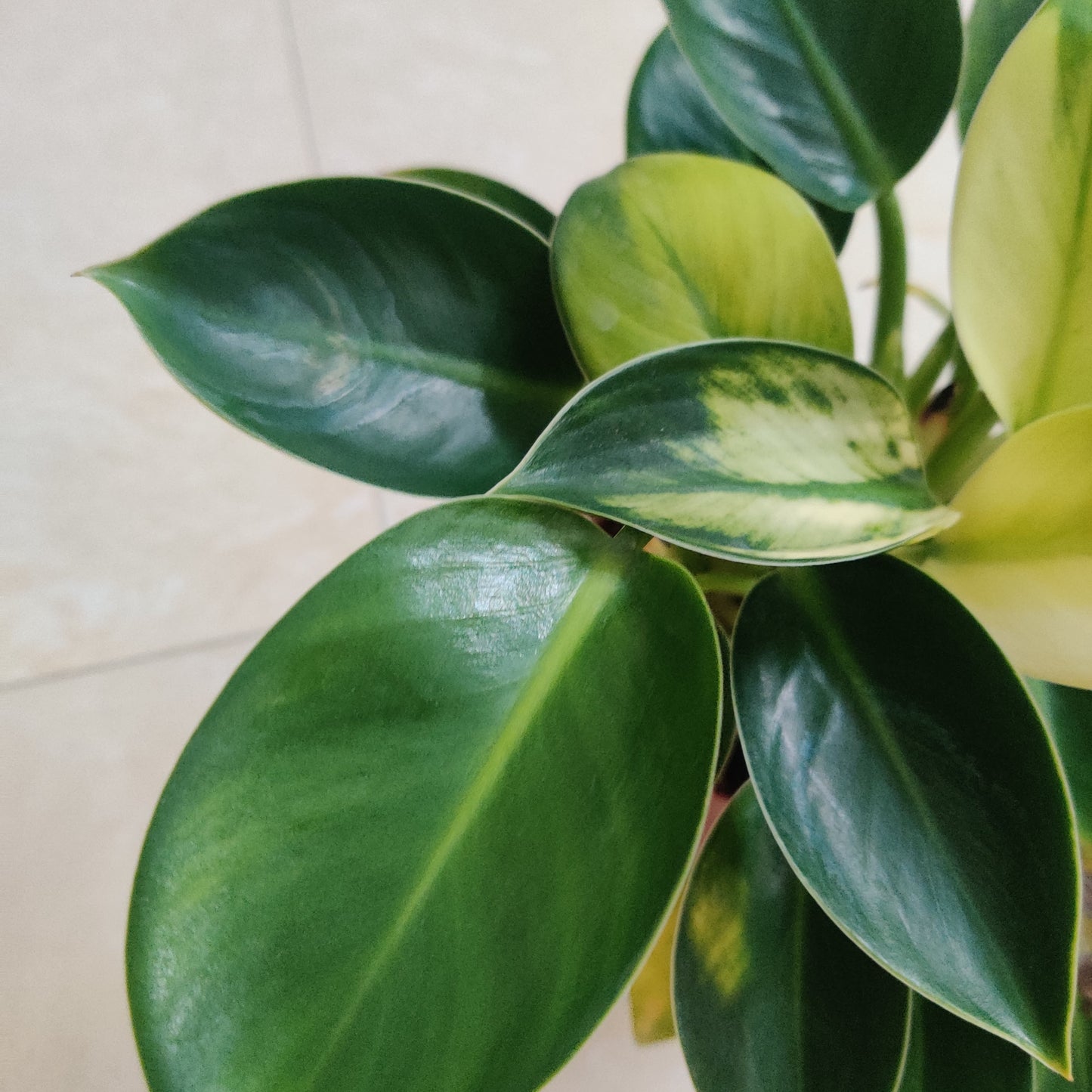 Philodendron White Knight