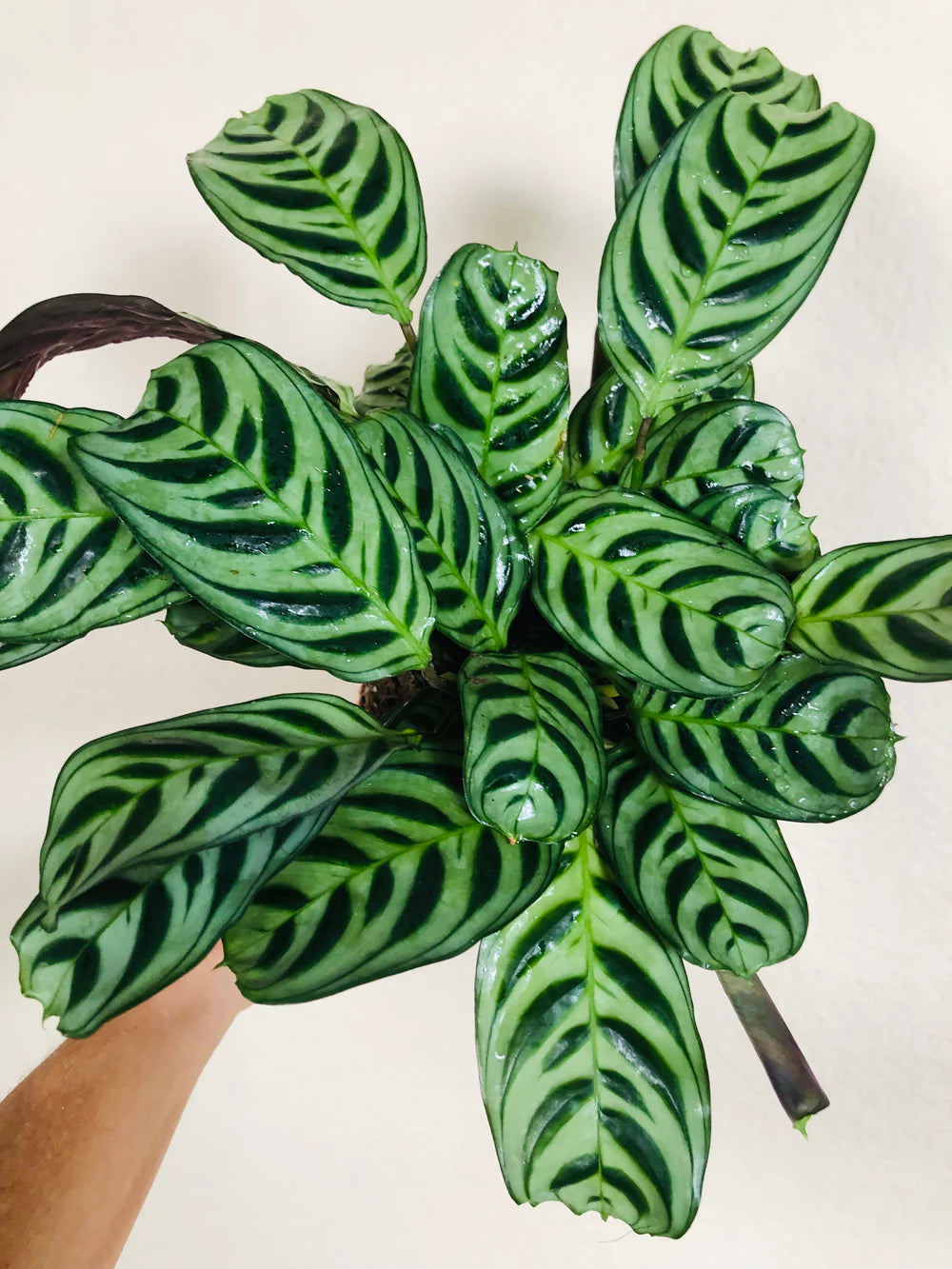 Calathea Burle Marxii