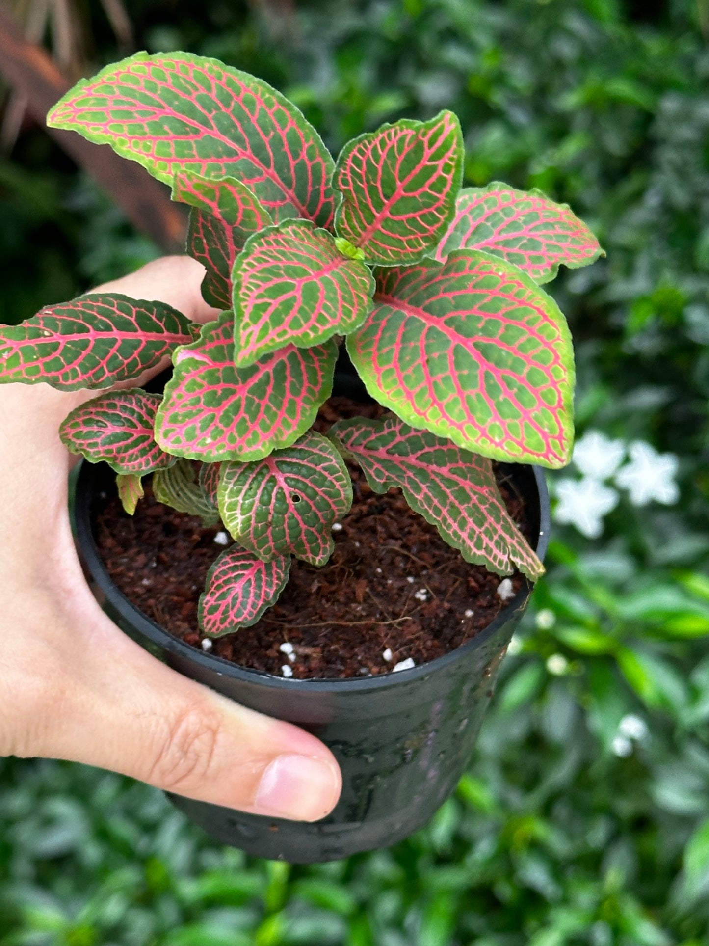 Red Fittonia Plant with Pot