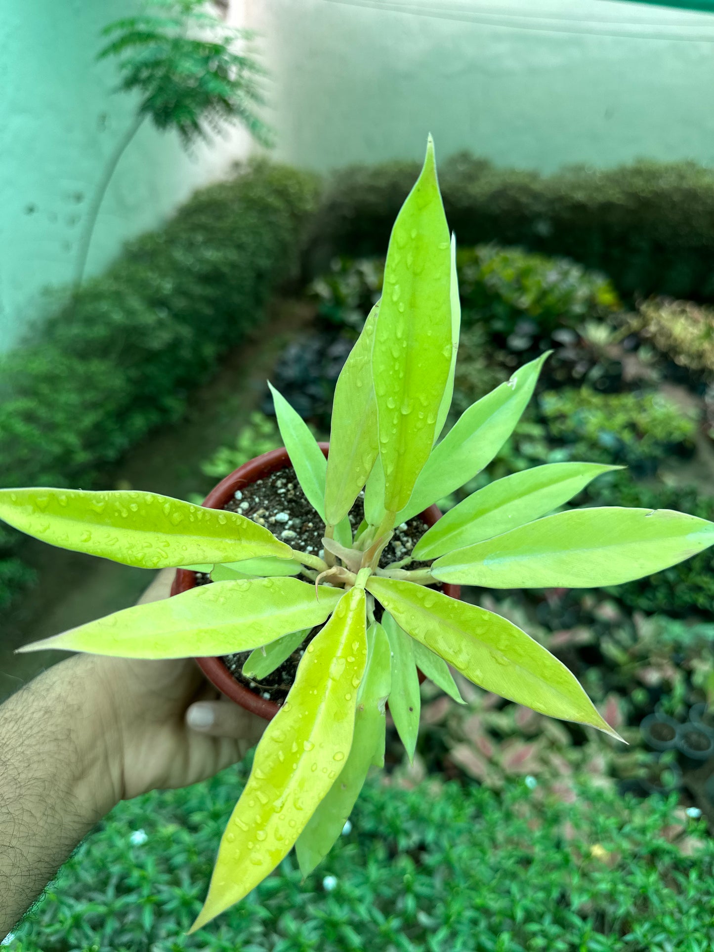 Philodendron Ring of Fire Golden