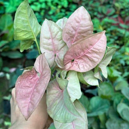 Syngonium Pink