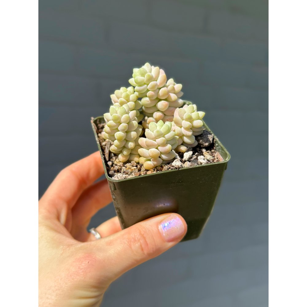 Variegated Donkey's Tail or Burro's Tail Succulent Bare Rooted