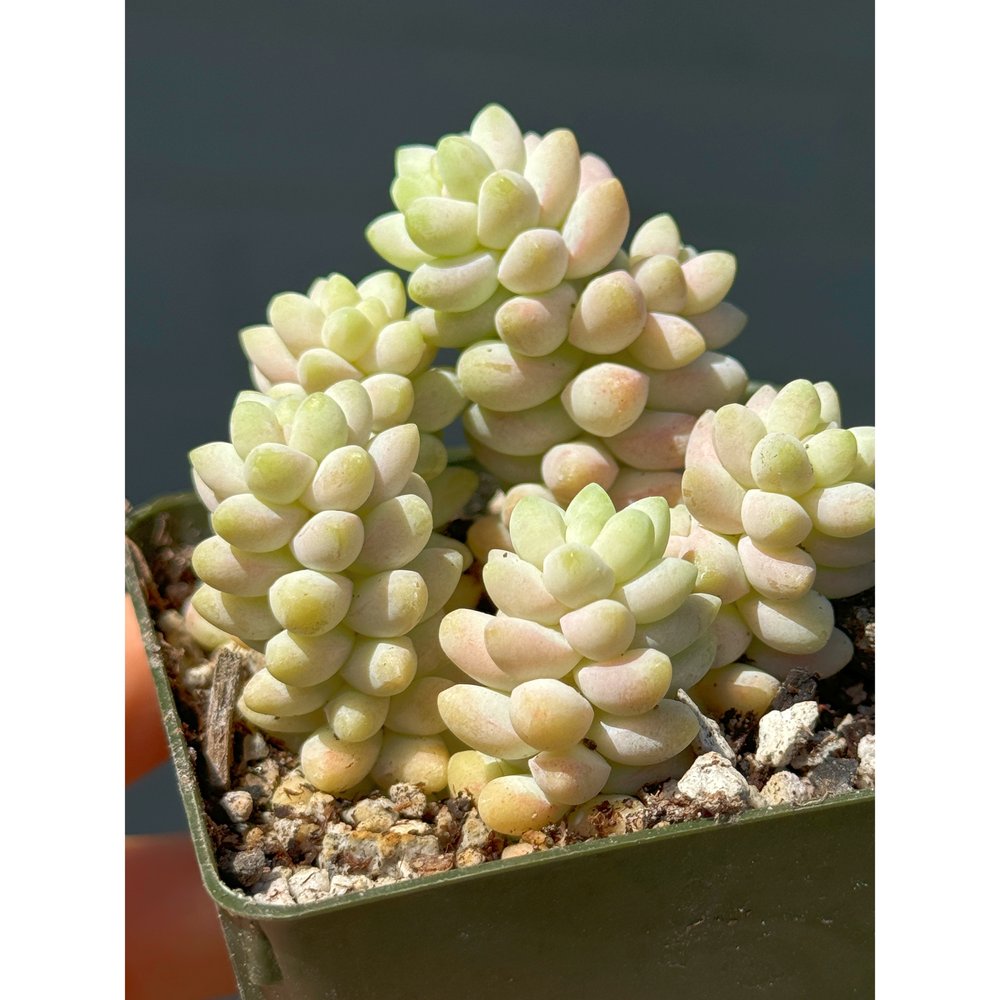 Variegated Donkey's Tail or Burro's Tail Succulent Bare Rooted