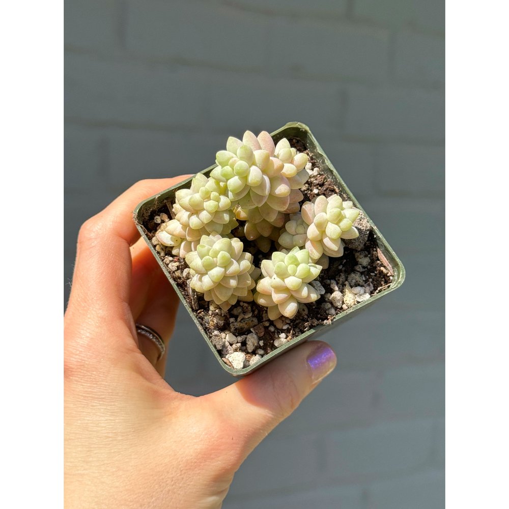 Variegated Donkey's Tail or Burro's Tail Succulent Bare Rooted