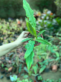 Philodendron Narrow Escape - plant store® 