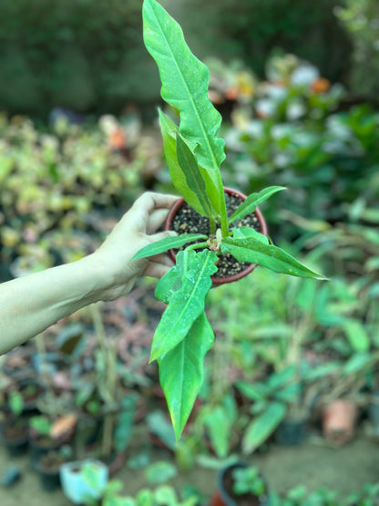 Philodendron Narrow Escape